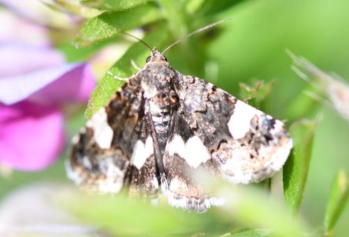 Tyta luctuosa